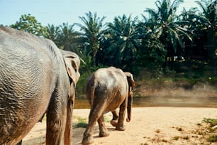 Due grandi elefanti asiatici che camminano verso un fiume nella giungla in un santuario per animali in Thailandia