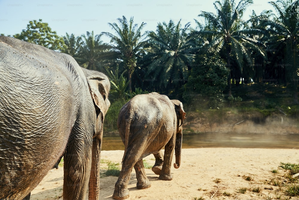 태국의 동물 보호 구역에서 정글의 강으로 걸어가는 두 마리의 큰 아시아 코끼리