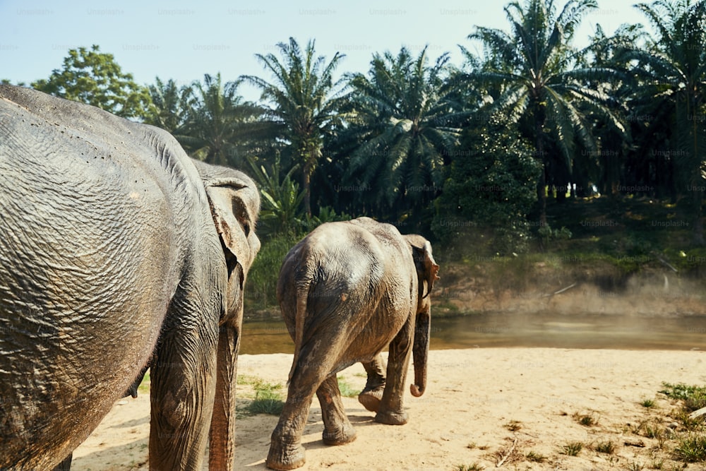 Two large Asian elephants walking to a river in the jungle at an animal sanctuary in Thailand