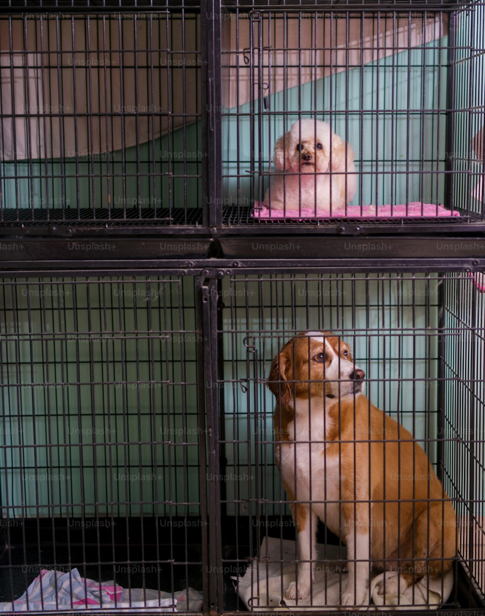 Triste piccolo cane bianco e più grande bianco e marrone seduto in gabbie impilate l'una sull'altra in attesa di trovare un nuovo proprietario.