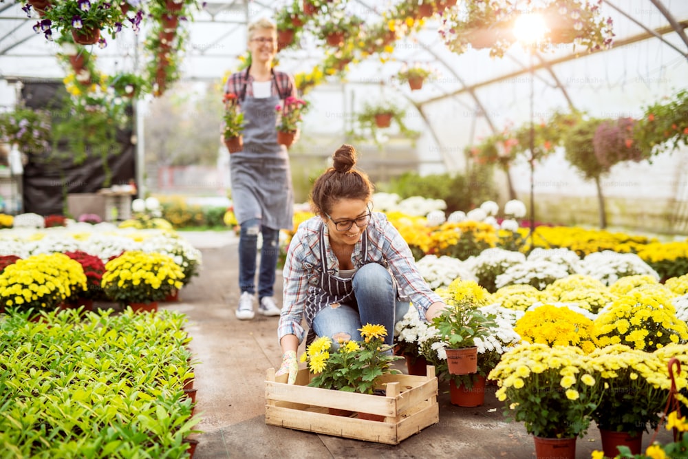 Two excited devoted hardworking florist woman preparing flowers for the sale in the large greenhouse.