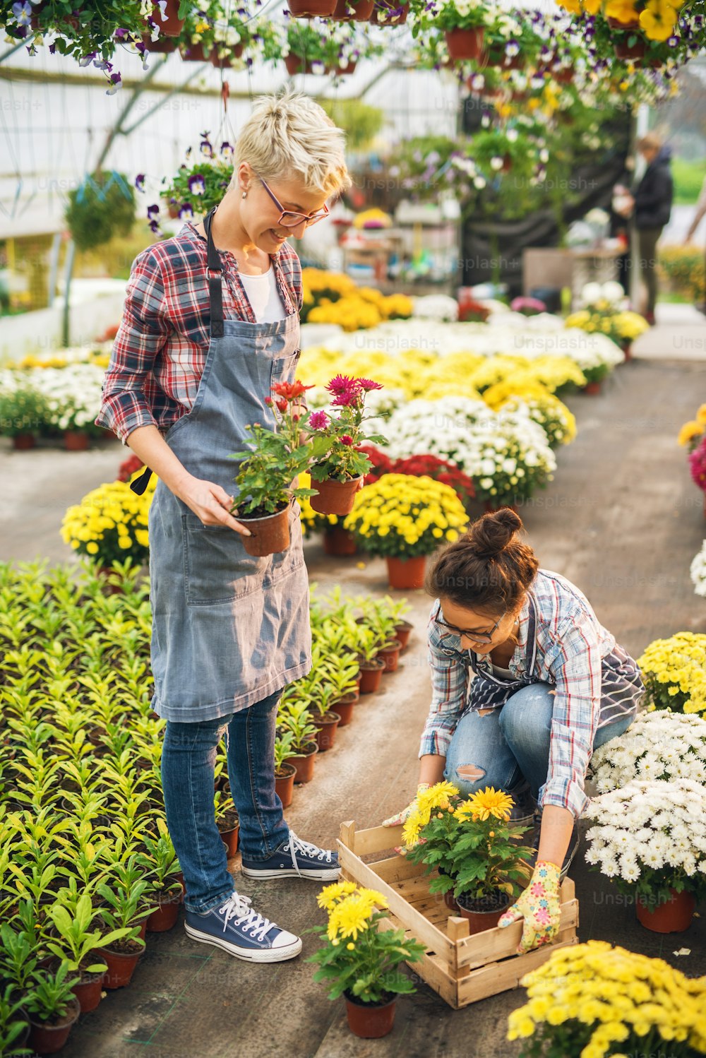 두 명의 긍정적인 예쁜 꽃집 여성 직원이 햇볕이 잘 드는 온실에서 나무 상자에서 꽃을 가져가는 동안 일하고 있습니다.