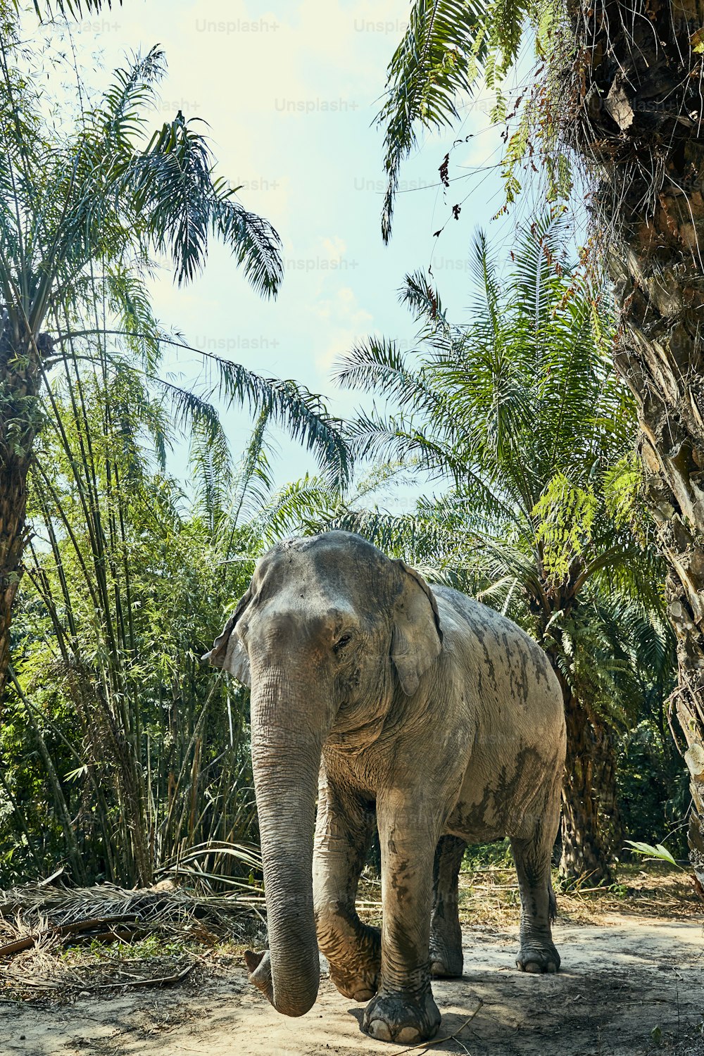 Gran elefante asiático caminando solo por un sendero en el bosque de un santuario de animales en Tailandia