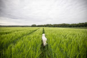 Big white sheepdog maremma walking on green rye field. Pet guards the field with harvest. Rear view.