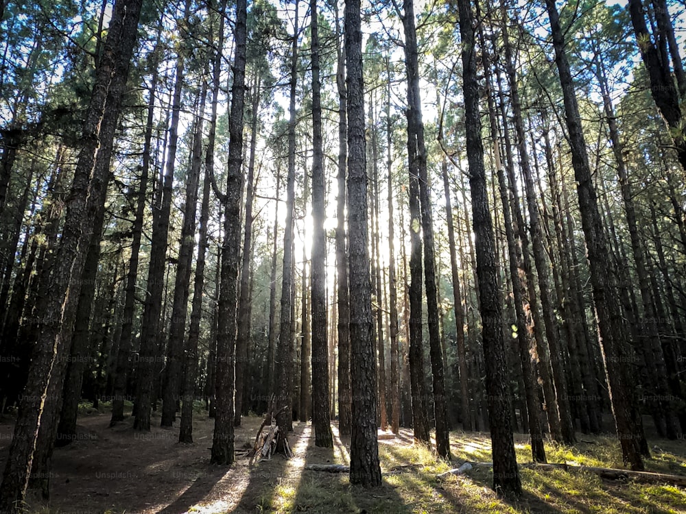 Forest wood with high trees pines background