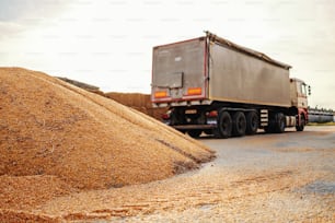 Ripe and hull corn on pile prepared for transportation. In background is truck.