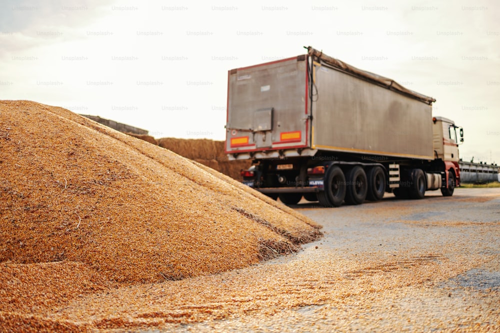 Ripe and hull corn on pile prepared for transportation. In background is truck.