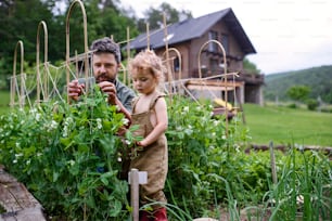 Portrait of small girl with father working in vegetable garden, sustainable lifestyle.
