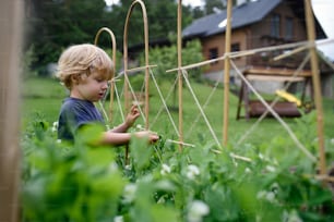 Happy small boy standing in vegetable garden, sustainable lifestyle.