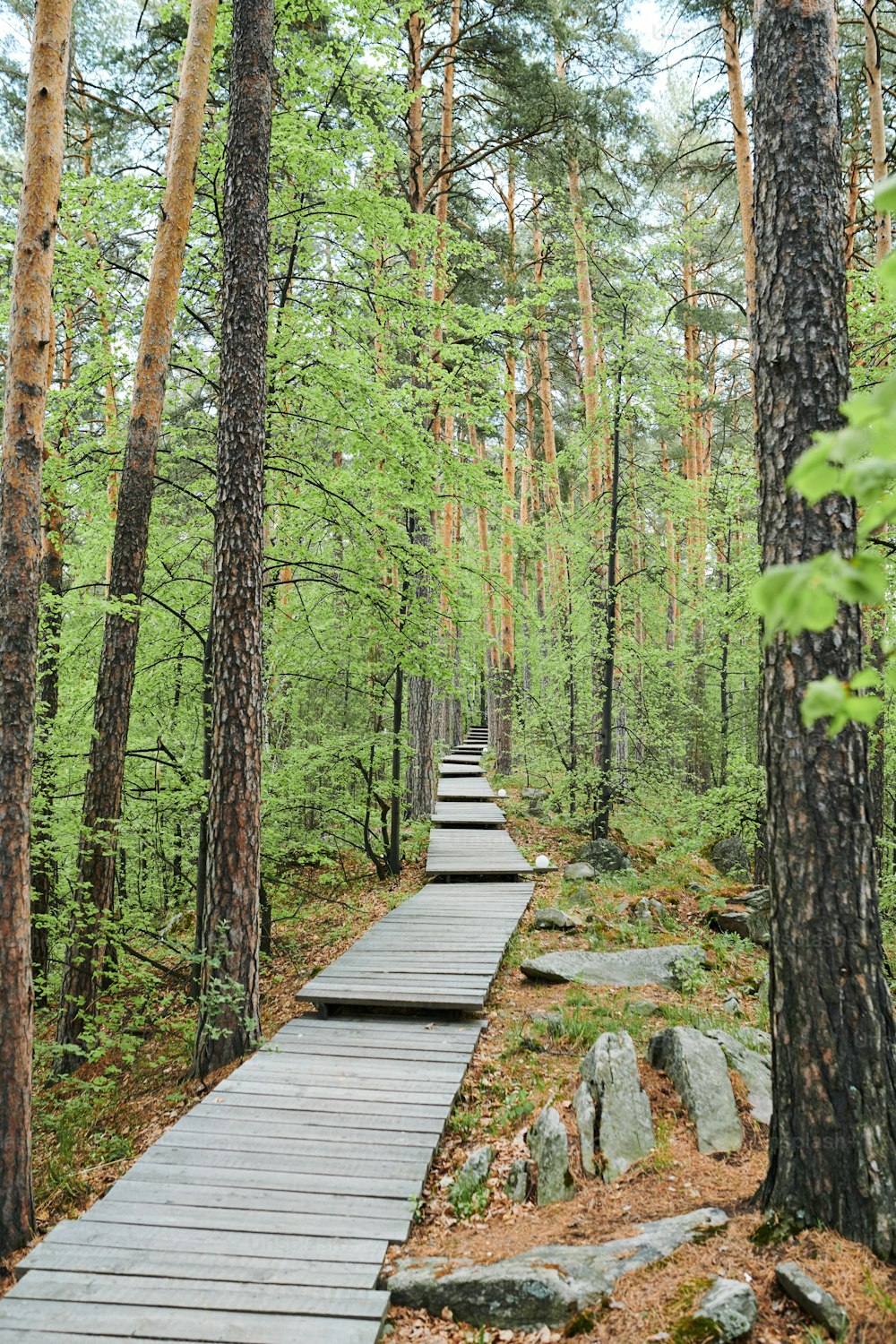 Long path in the forest made up of wooden boards surrounded by pines and stones on summer day