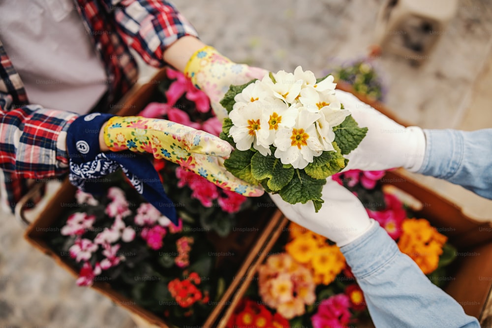 Vista aérea de dos jardineros enamorados sosteniendo una maceta con flores blancas.