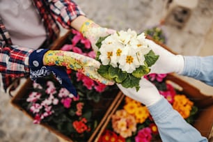 Aerial view of two gardeners in love holding pot with white flowers.