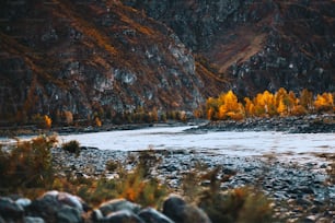 Uma vista de outono de uma curva de um rio de montanha Katun virando para a direita; queda nas montanhas de Altai com cordilheira ao fundo, árvores amareladas em uma margem do rio, muitas pedras redondas e arbustos