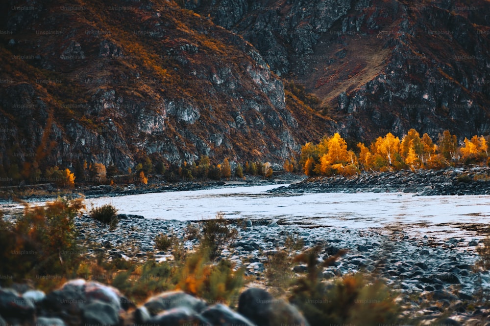 Vue d’automne d’un méandre d’une rivière de montagne Katun tournant à droite ; automne dans les montagnes de l’Altaï avec une chaîne de collines en arrière-plan, des arbres jaunis sur une berge, beaucoup de pierres rondes et de buissons