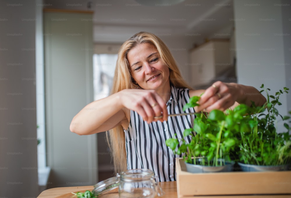 Front view portrait of mature woman indoors at home, cutting herbs.