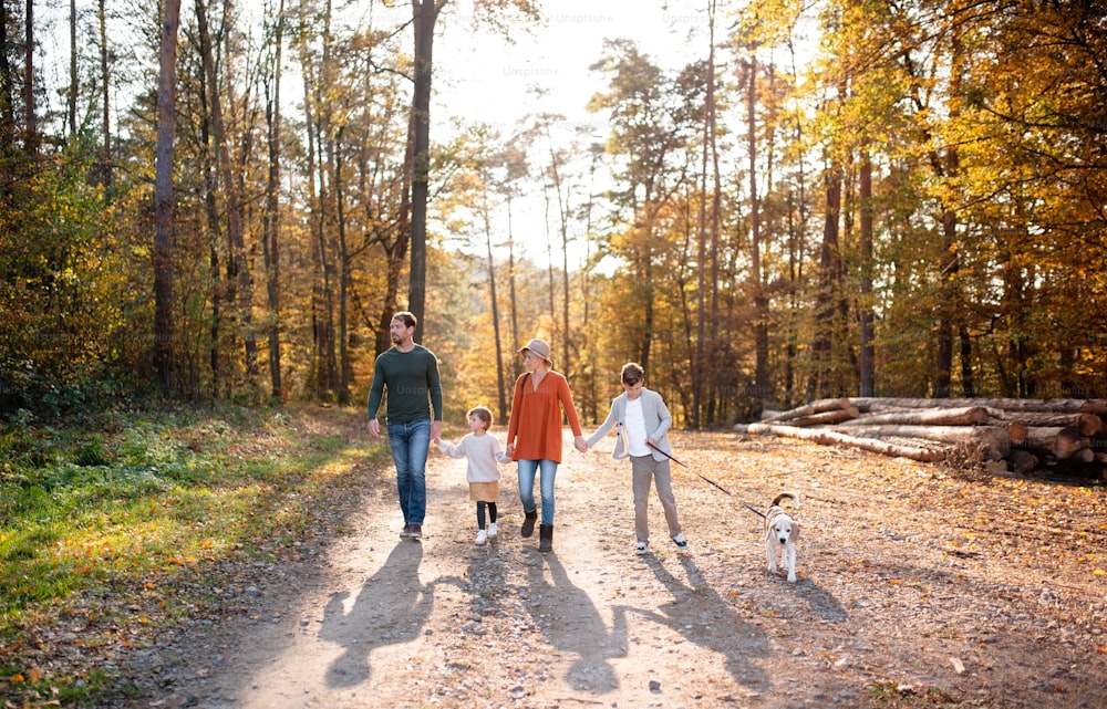 Vue de face d’une jeune famille avec de jeunes enfants et un chien lors d’une promenade dans la forêt d’automne, en marchant.