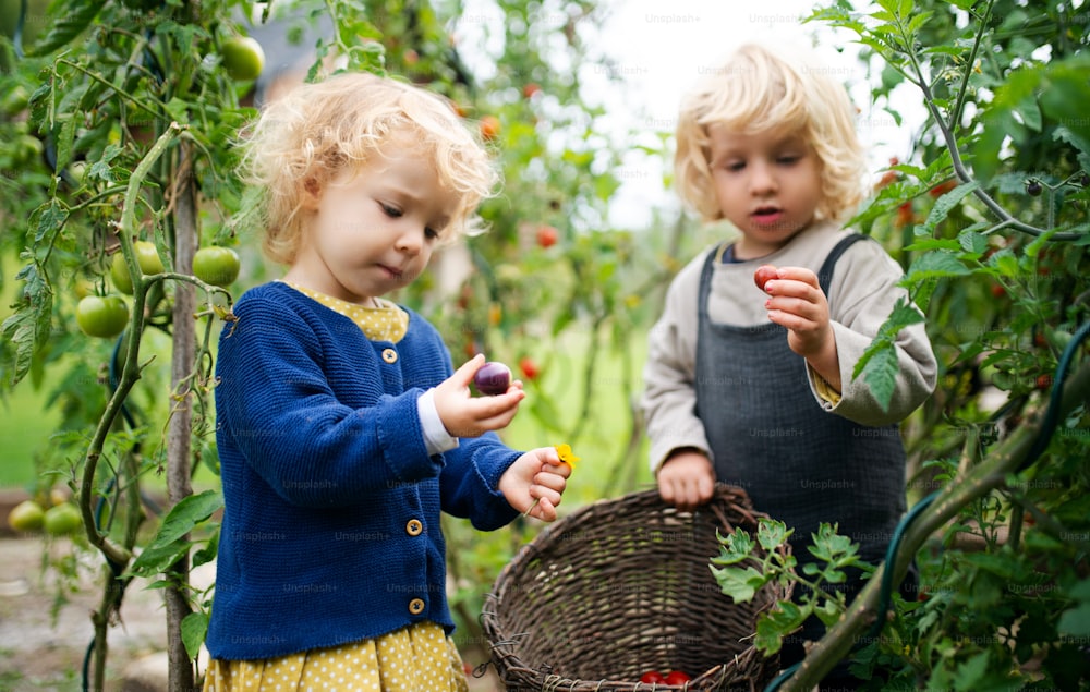 Happy small children collecting cherry tomatoes outdoors in garden, sustainable lifestyle concept