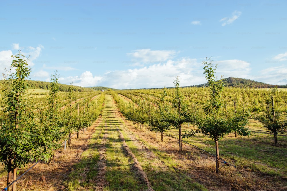 Rows of trees in fruit orchard in summer.