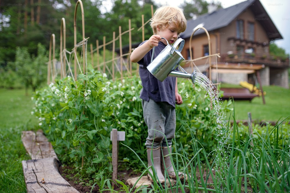 Portrait of small girl watering in vegetable garden, sustainable lifestyle.