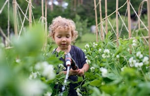 Portrait of small girl watering in vegetable garden, sustainable lifestyle.