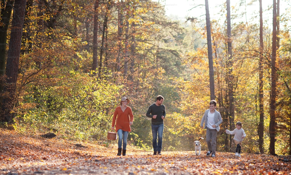Vista frontal da família jovem com crianças pequenas e cão em um passeio na floresta de outono, caminhando.