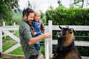 Portrait d’un père avec un petit fils heureux debout sur la ferme, nourrissant une chèvre.