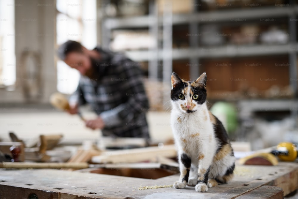 Un gato sentado en la mesa de trabajo y mirando a la cámara en el interior de un taller de carpintería
