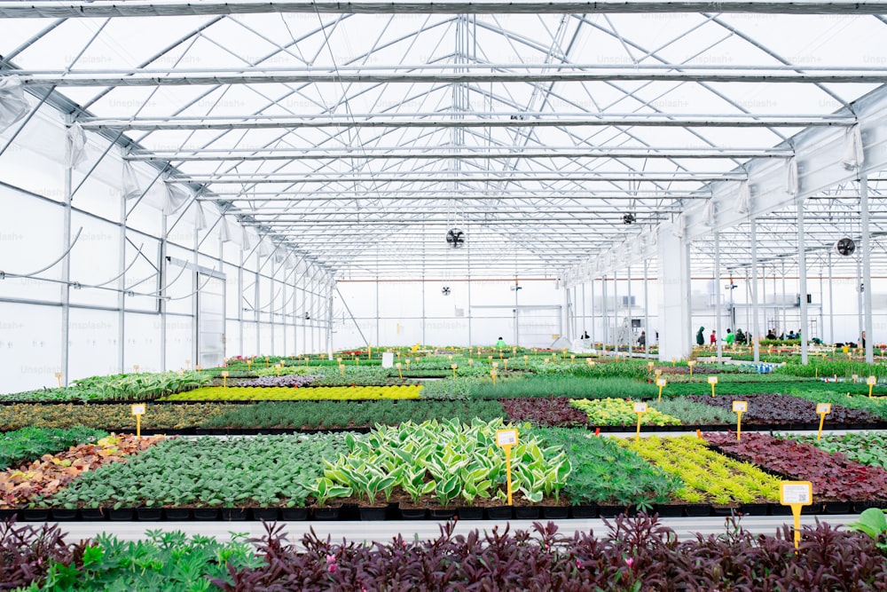 Various potted plants and flowers in greenhouse in garden center, a small business.