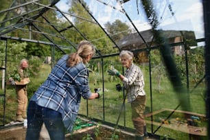 Senior woman friends planting vegetables in a greenhouse at community garden.