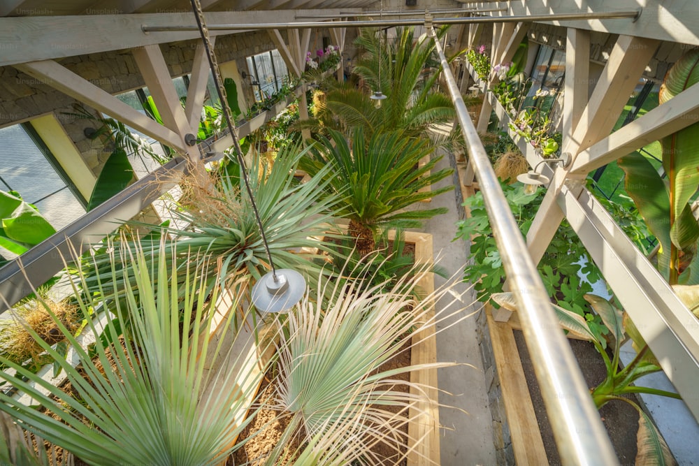 Une vue en grand angle de l’intérieur de la serre avec des plantes exotiques