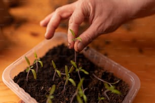 A person planting the seedlings into containers with the soil at home