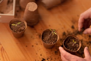 Uma pessoa plantando as mudas em recipientes com o solo em casa