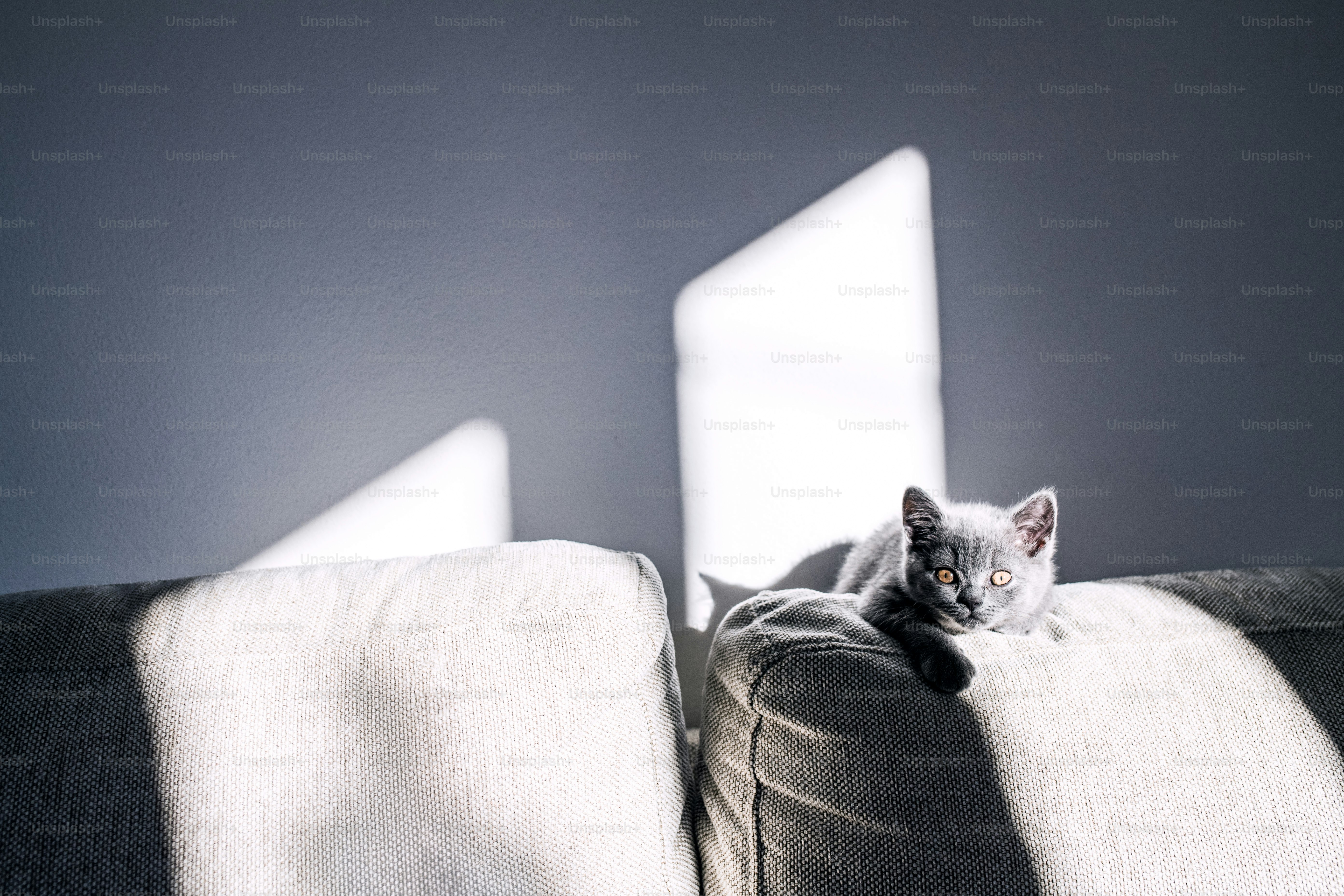 Ein süßes kleines Kätzchen, das drinnen auf einem Sofa sitzt.