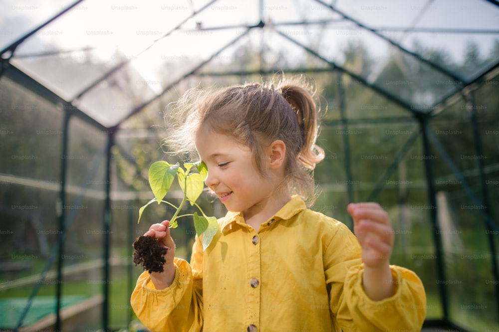 Ein kleines Mädchen, das Pfefferpflanze riecht, lernt beim Umpflanzen in Öko-Gewächshaus Gartenarbeit.