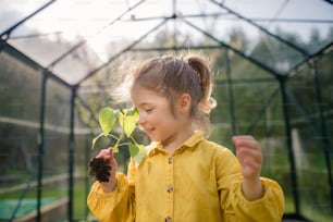 A little girl smelling pepper plant, when transplanting it in eco greenhouse, learn gardening.