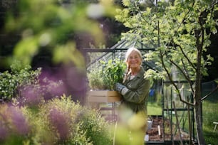 Uma mulher jardineira sênior feliz segurando regador pode na estufa no jardim.