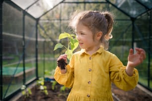 A little girl smelling pepper plant, when transplanting it in eco greenhouse, learn gardening.