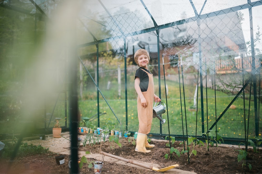 Un niño pequeño cuidando las plantas de pimiento cuando las riega en un invernadero ecológico, aprende jardinería.