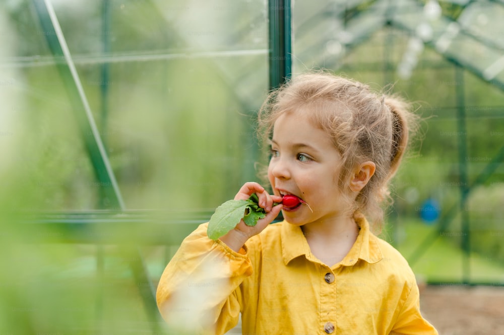 Una bambina che mangia ravanello biologico raccolto in una serra ecologica in primavera, stile di vita sostenibile.