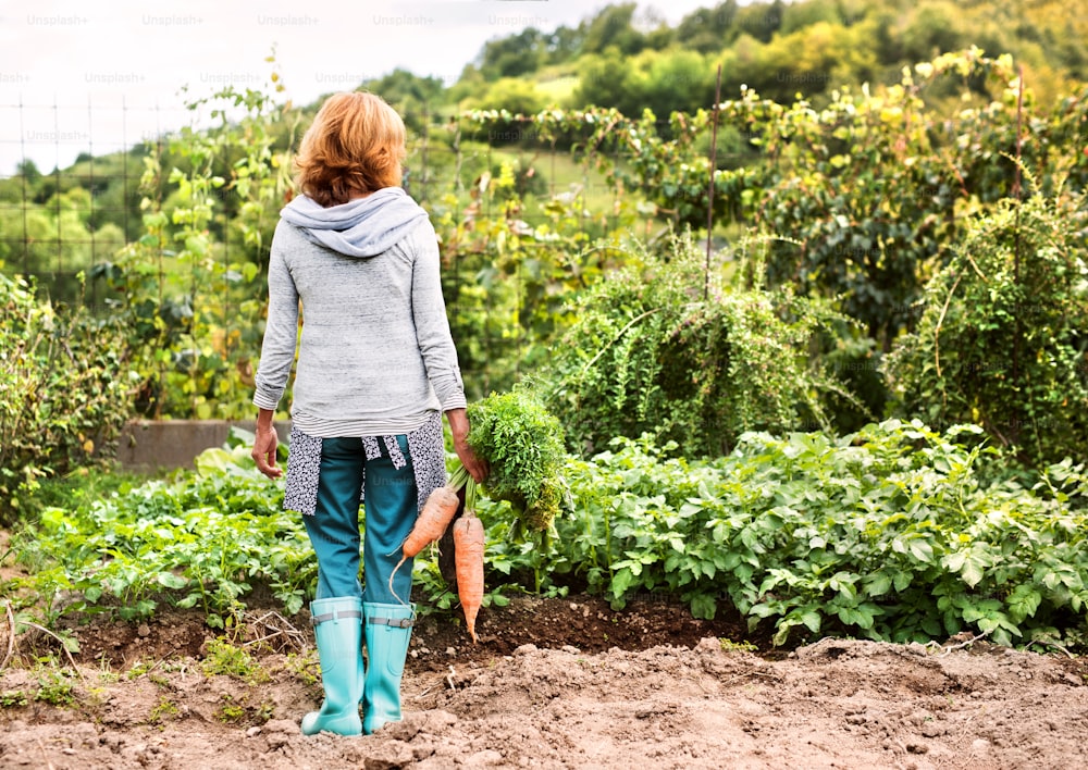 할당에 야채를 수확하는 행복 한 건강한 노인 여성. 여자 정원 가꾸기. 후면도.