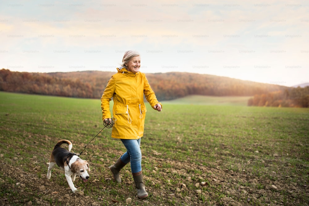 美しい秋の自然の中を散歩する犬を連れたアクティブな先輩女性。