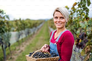 Portrait of young woman holding grapes in vineyard in autumn, harvest concept.