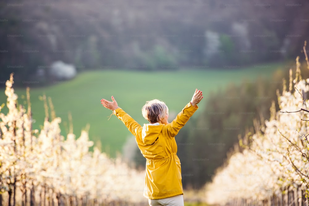 Rear view of senior woman standing in orchard in spring, stretching arms.