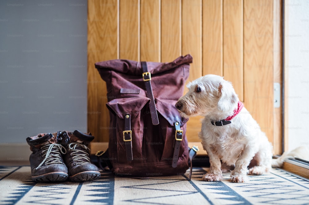 Pair of boots, backpack and a dog sitting by open front door of house.