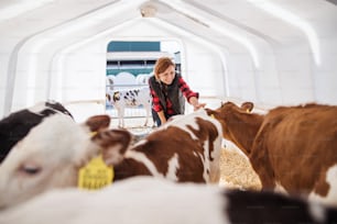 Front view of woman worker or manager stroking calves on diary farm, agriculture industry.