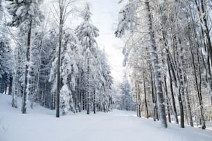 Snow-covered coniferous trees and road in forest in winter.