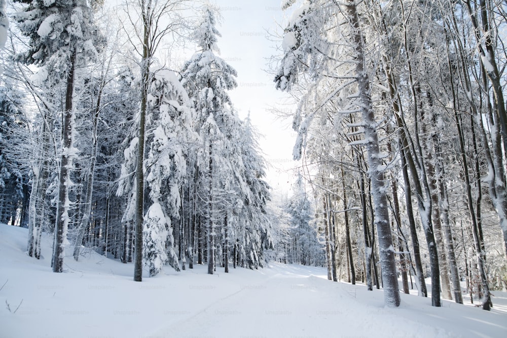 Alberi di conifere innevati e strada nella foresta in inverno.
