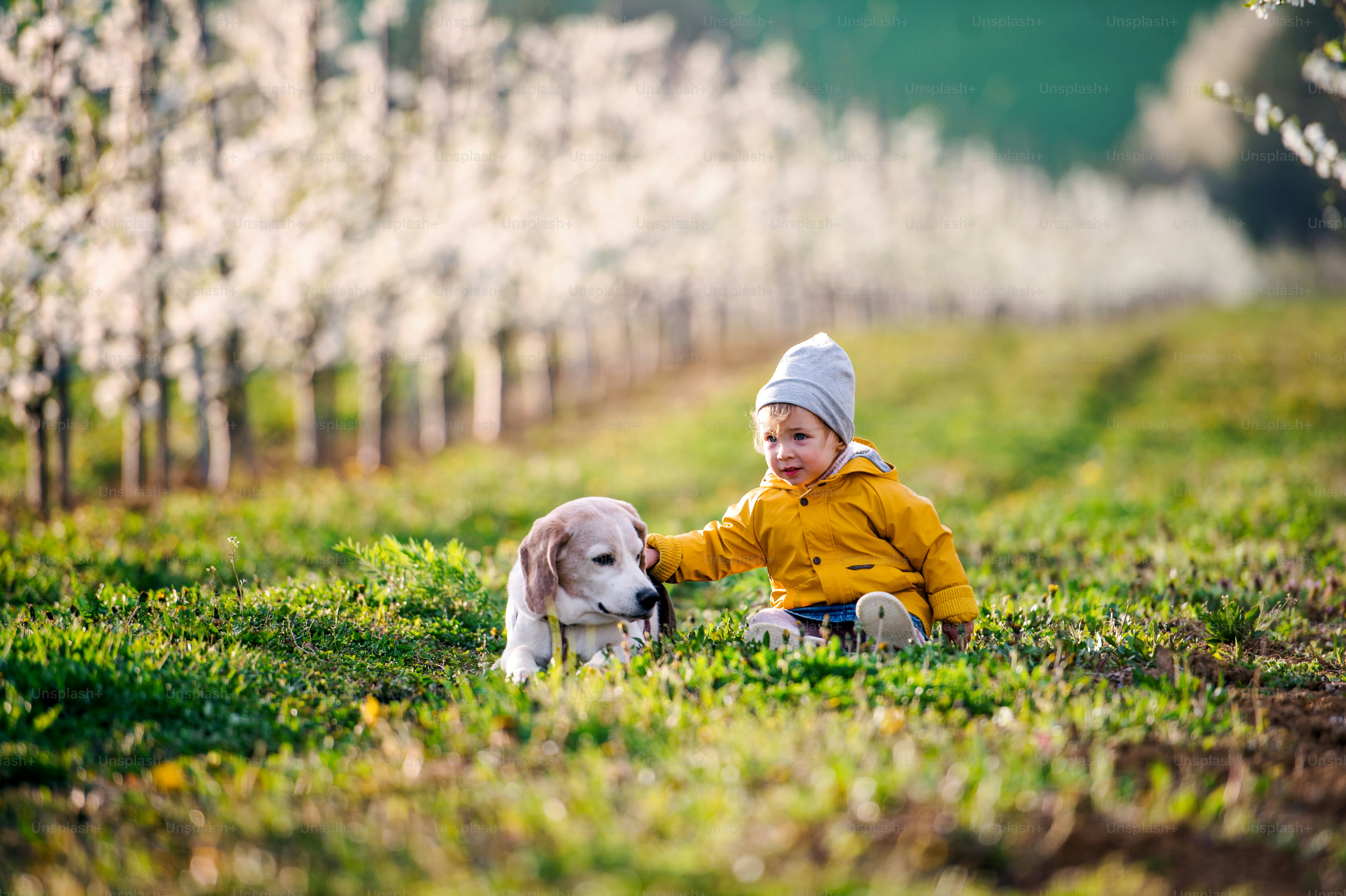 A small toddler girl with a dog in orchard in spring, playing. photo ...