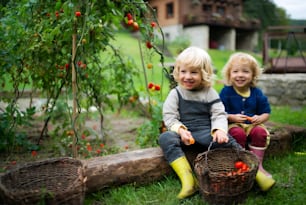 Happy small children collecting cherry tomatoes outdoors in garden, sustainable lifestyle concept