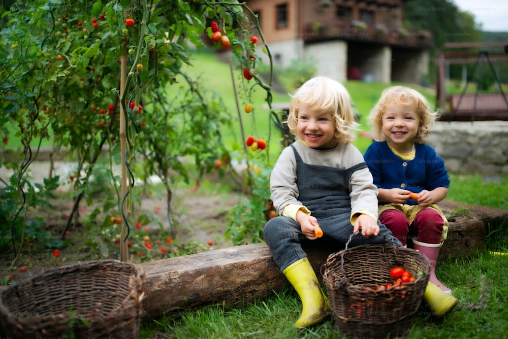 Happy small children collecting cherry tomatoes outdoors in garden, sustainable lifestyle concept